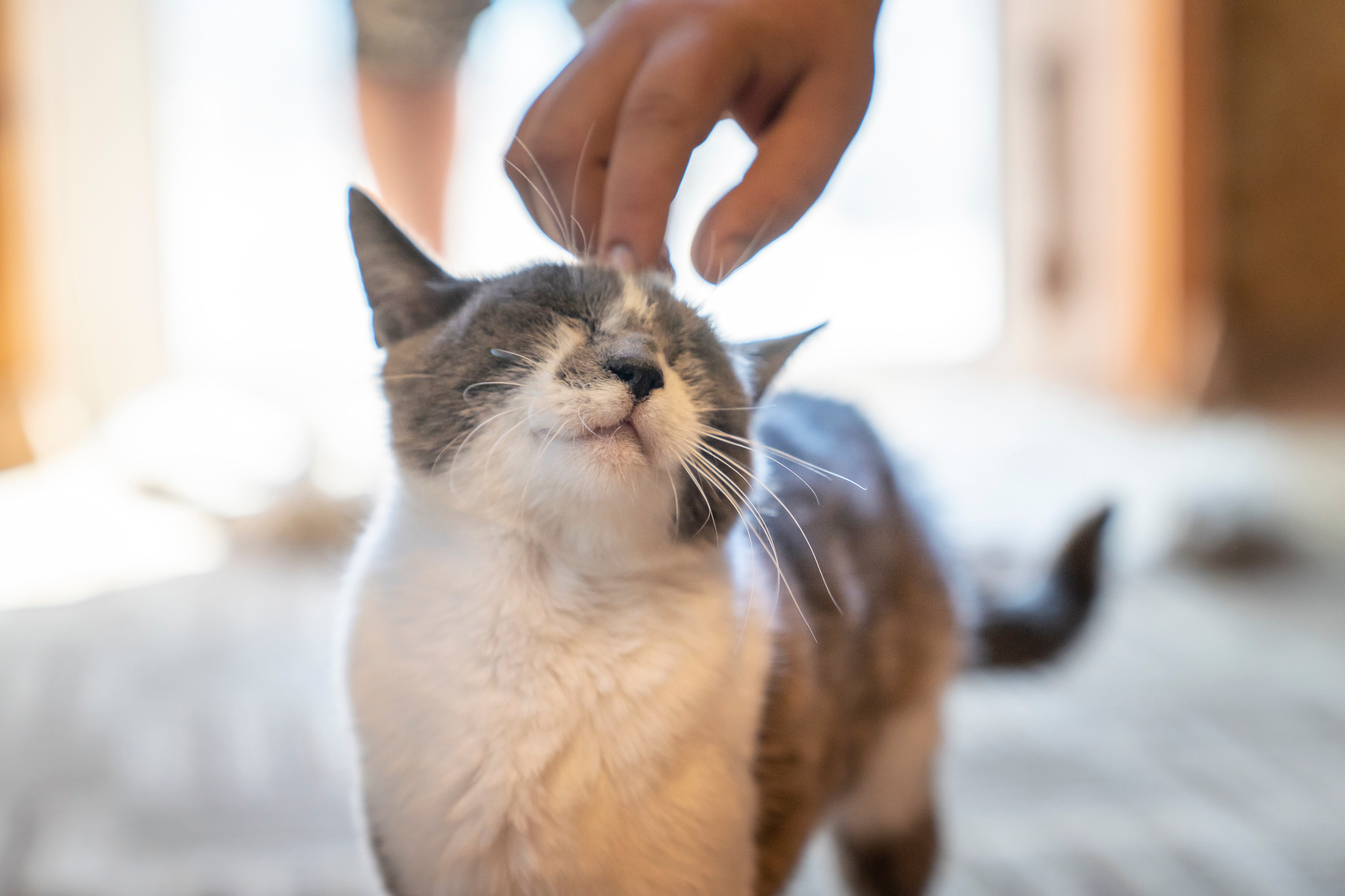Gato mostrando afecto a un humano. (Foto vía Getty Images)