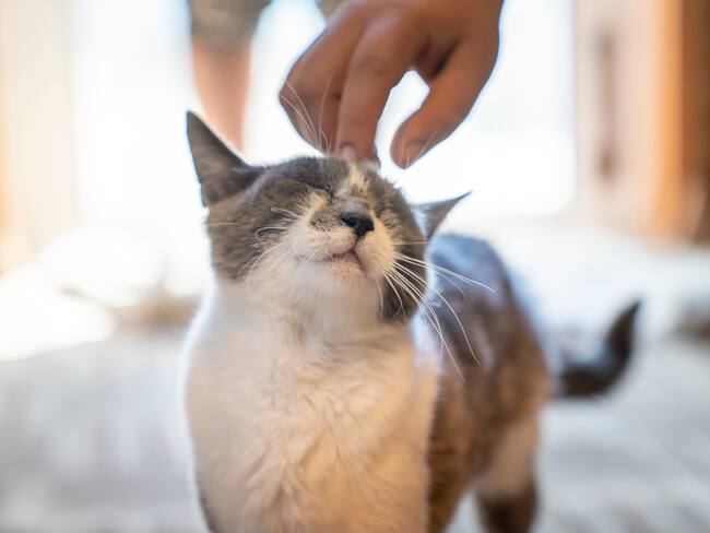 Gato mostrando afecto a un humano. (Foto vía Getty Images)
