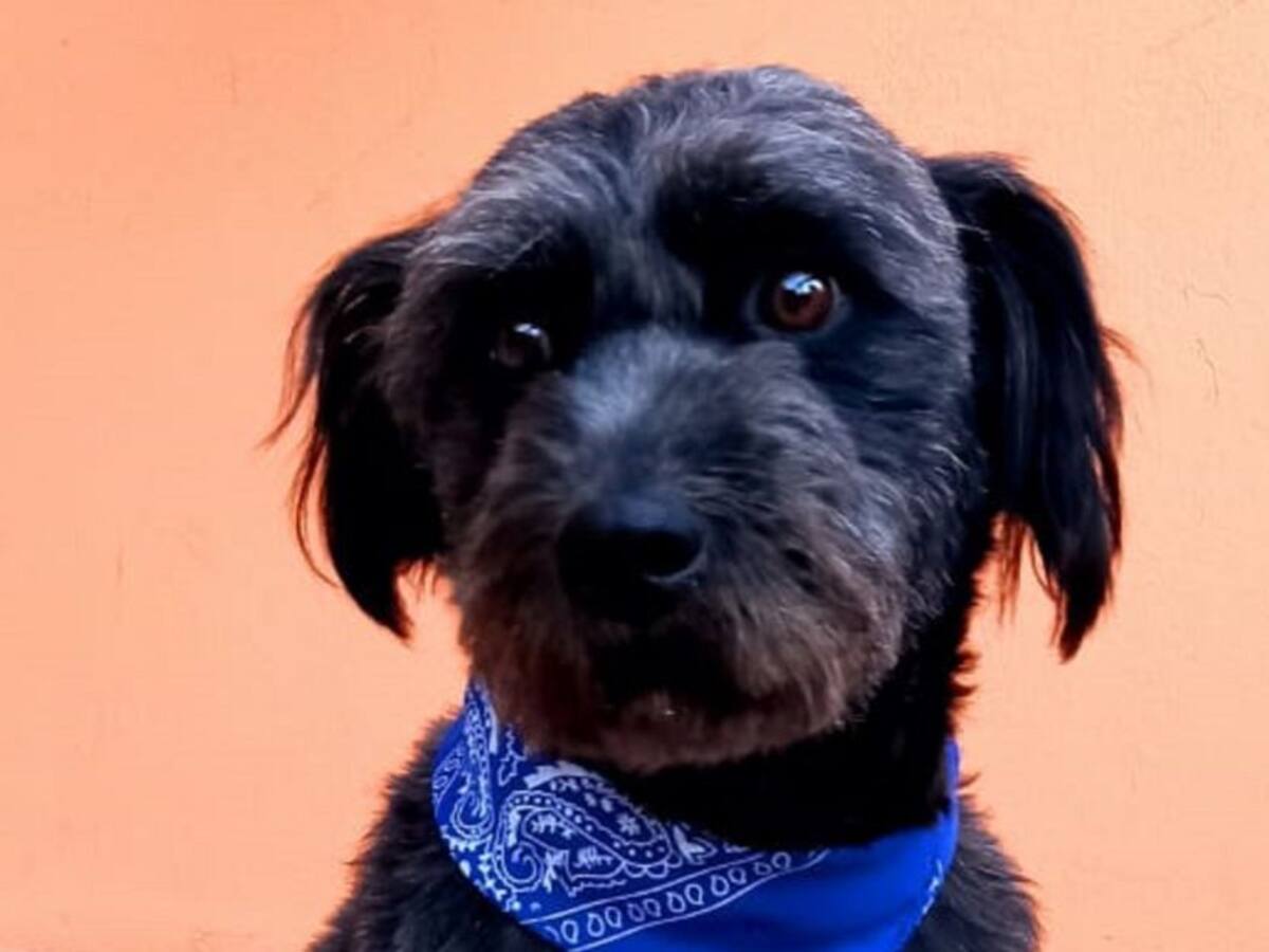 Buscamos sus dueños o un hogar
