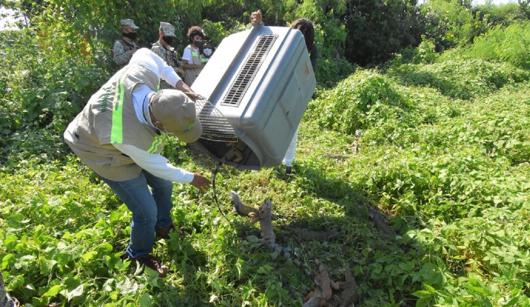 Rescate de iguanas en el barrio El Bosque