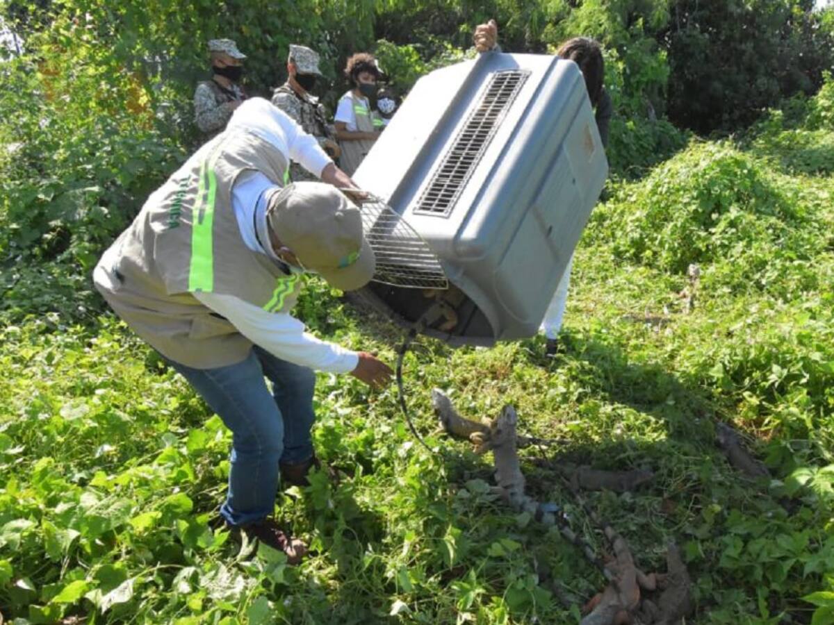 Recuperan 56 iguanas en antiguo asilo en El Bosque en Cartagena