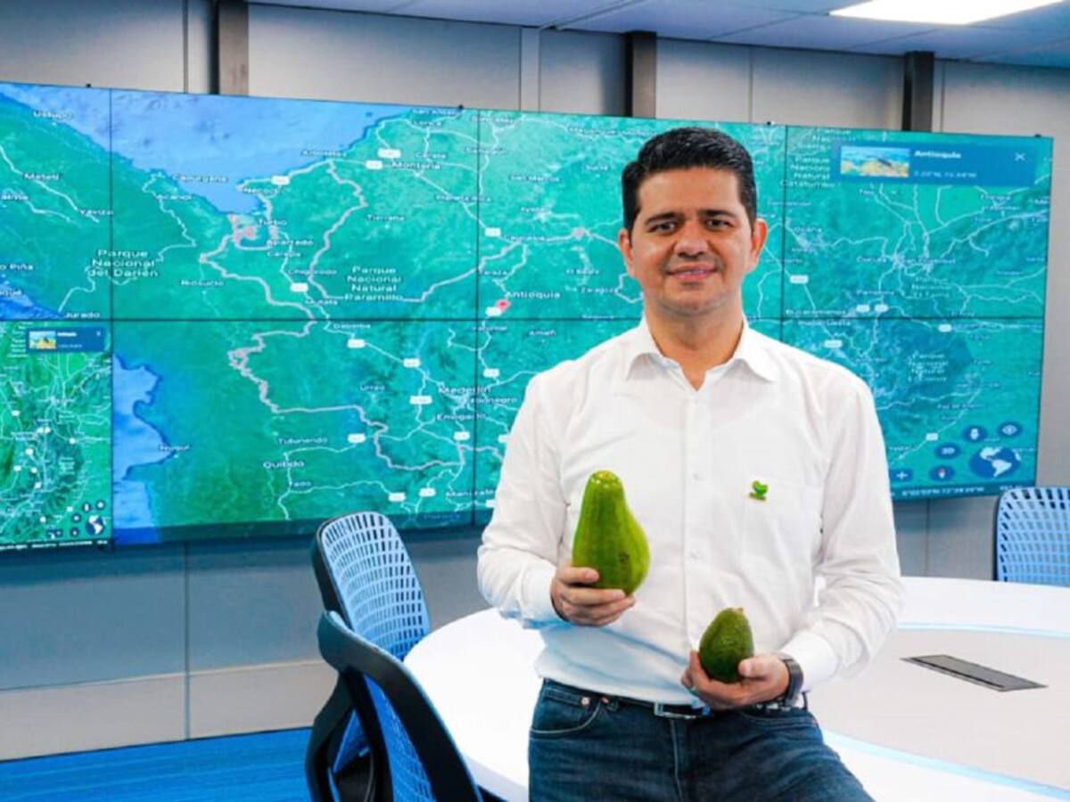 Más de 300 productores de aguacate de Antioquia exportarán a Europa y Asia