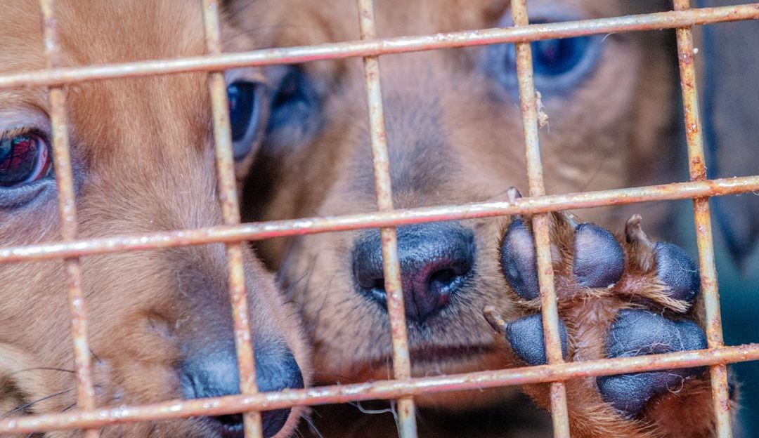 Cinco cachorros fueron quemados dentro de un costal mientras estaban vivos