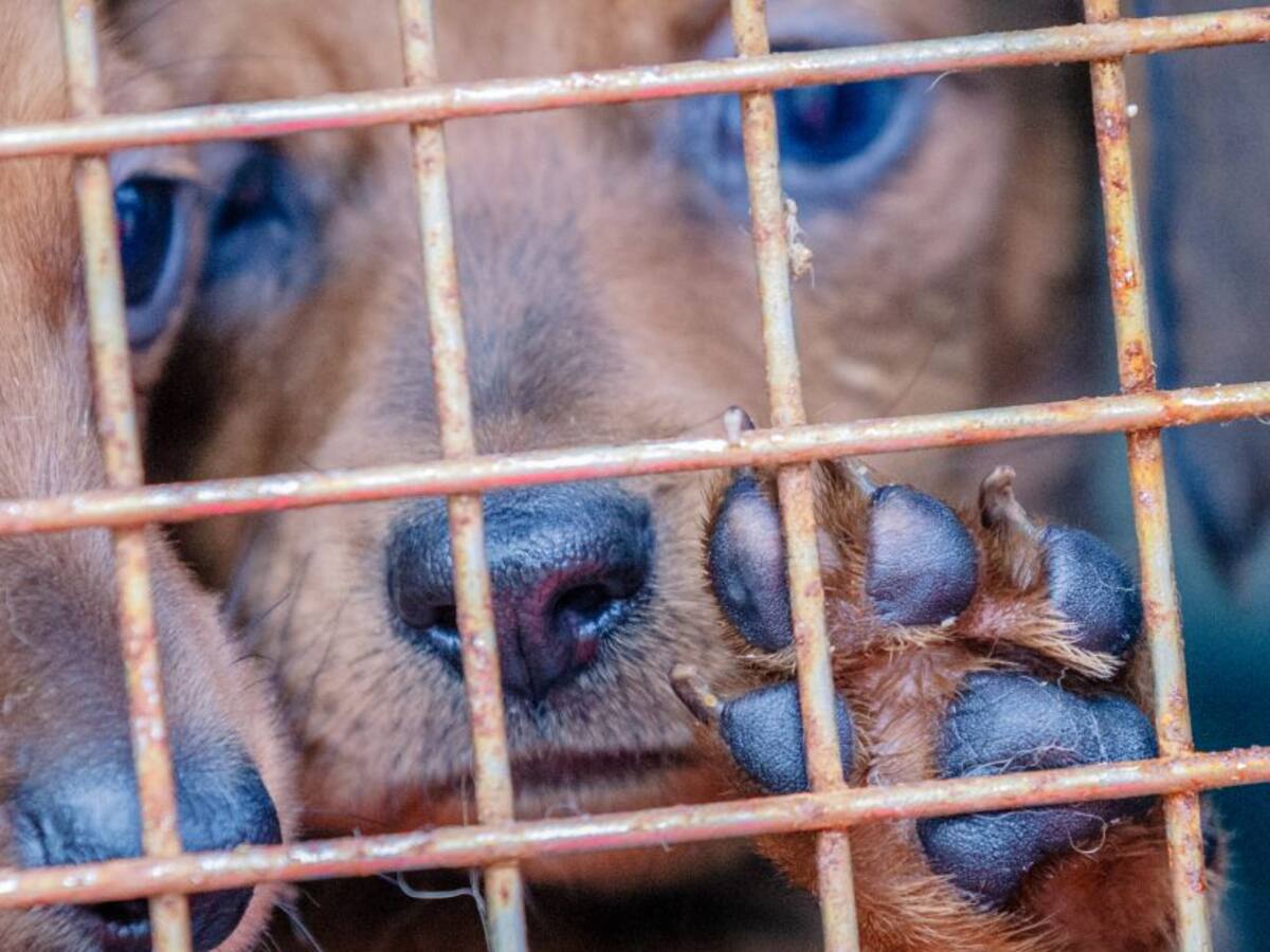 Cinco cachorros fueron quemados dentro de un costal mientras estaban vivos
