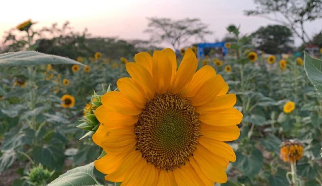 Imagen de referencia. Plantación de girasoles en Baranoa.