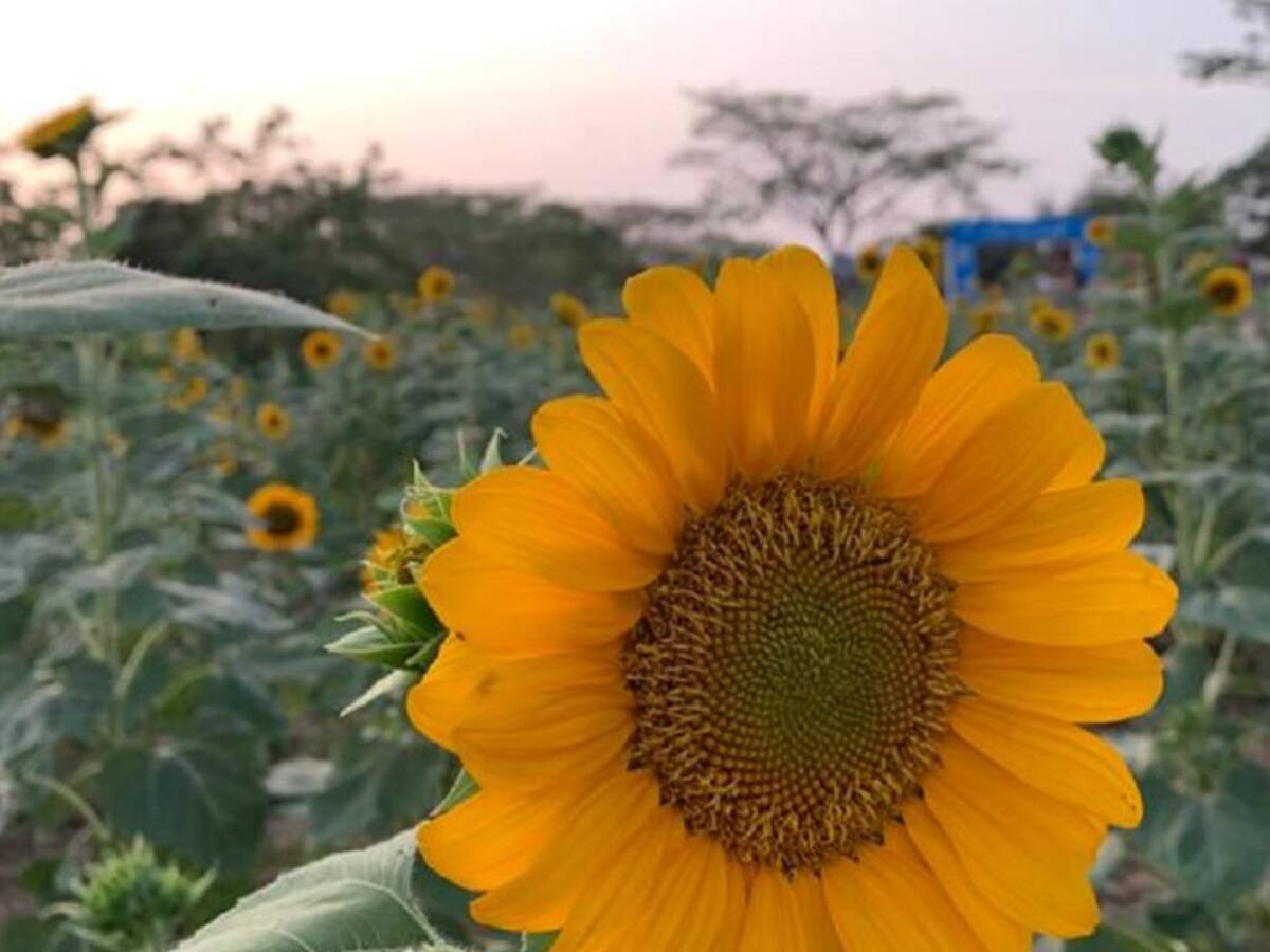 Lluvias arrasan con plantación de girasoles en Baranoa, Atlántico