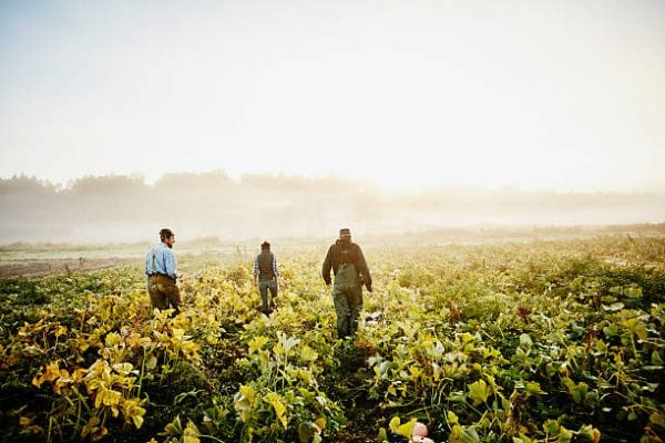 La agricultura en Colombia es la industria con mayor consumo de agua, utilizando cerca del 43% al 70% del recurso hídrico. La razón esta asociada, más allá de su uso tradicional, al desperdicio por fugas y a la infraestructura deficiente empleada en su gestión. | Foto: Getty Images