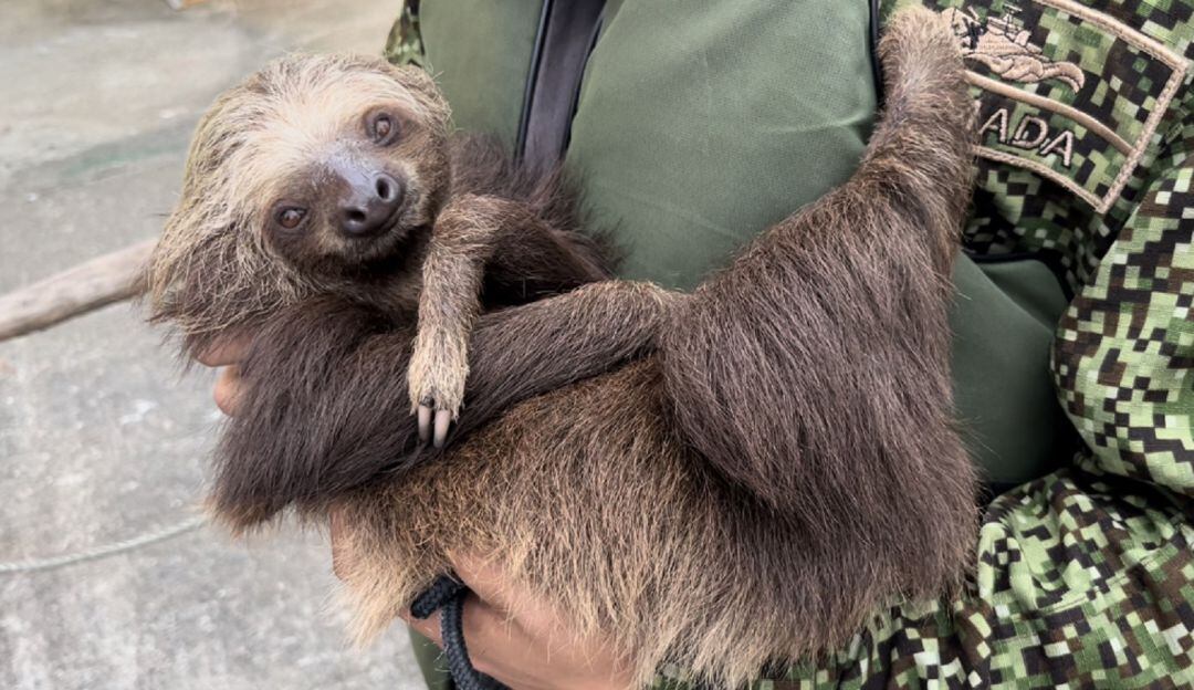 Fueron hallados en una vivienda de la comunidad, ya que sus captores pretendían consumirlos.