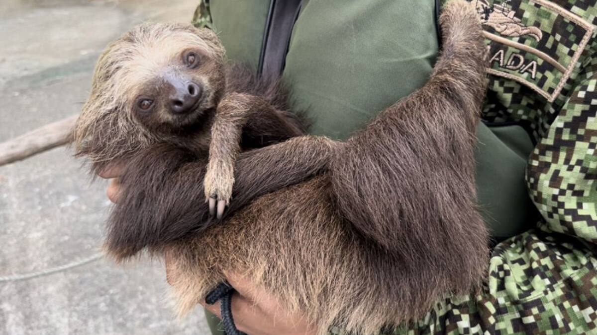 Fueron rescatados tres perezosos que iban a ser convertidos en alimento
