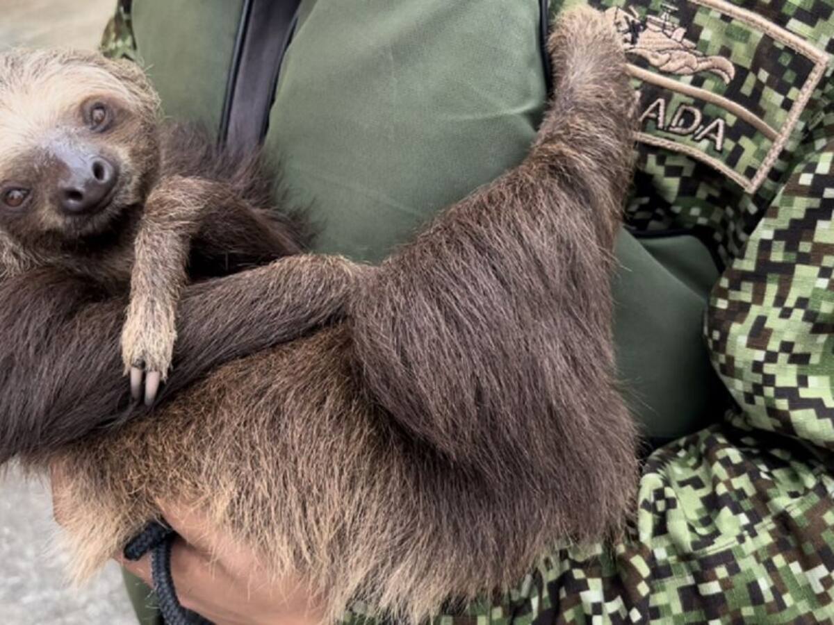 Fueron rescatados tres perezosos que iban a ser convertidos en alimento