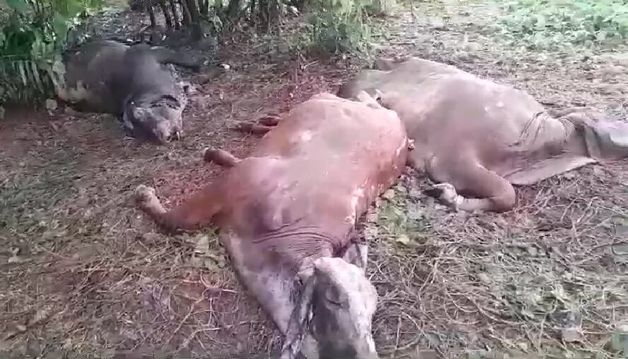 Tormenta eléctrica mata 20 reses