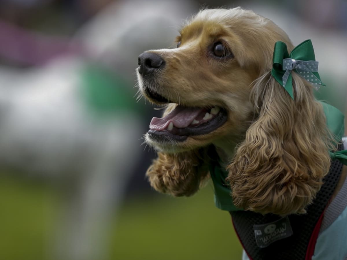Regalar una mascota en navidad… ¿Una buena idea?