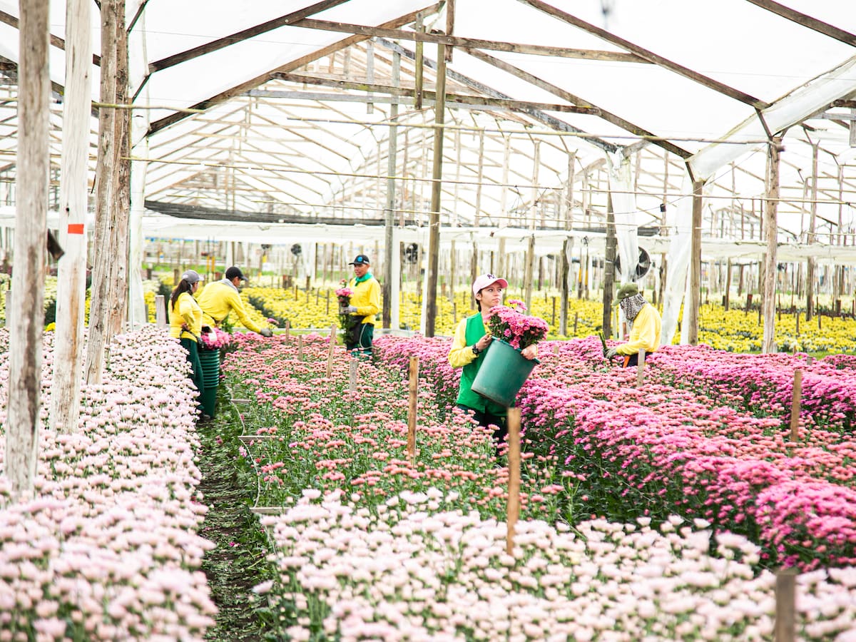 Antioquia exportará más de 300 millones de flores para el Día de la Madre