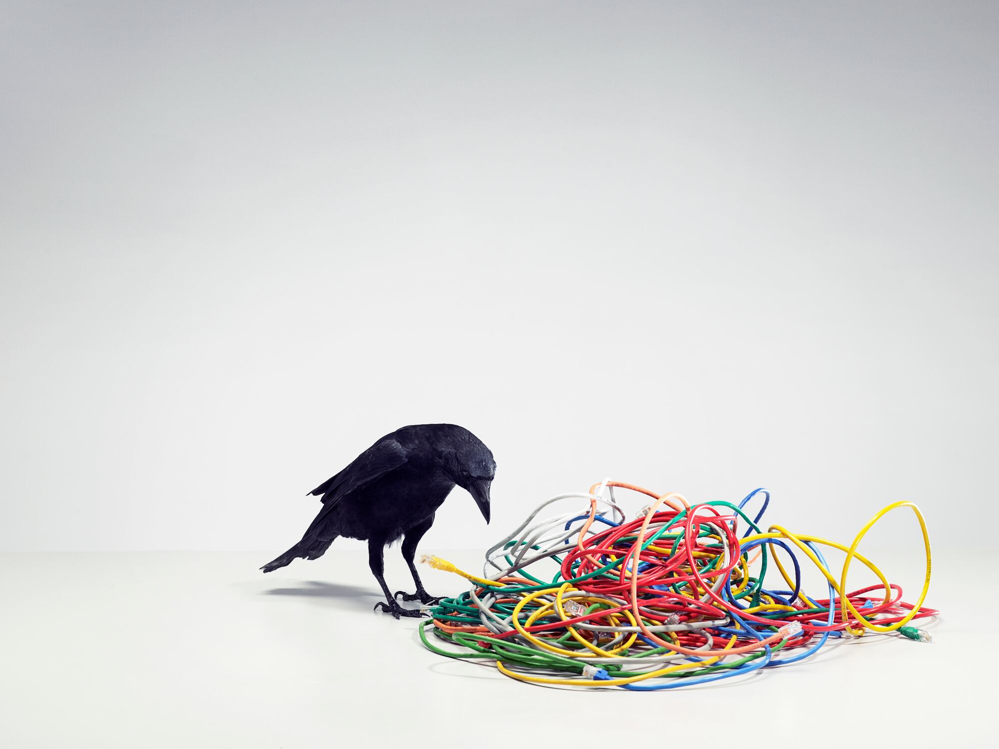 Un cuervo mirando un enredo de cables (Getty Images)