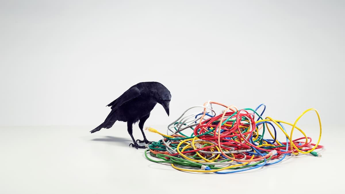¿Cuáles son los animales con más coeficiente intelectual, después del humano, según la ciencia?