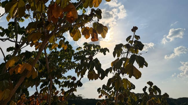 Alertan por las altas temperaturas en Montería: ha alcanzado una sensación térmica de 39°C. Foto: prensa CVS.