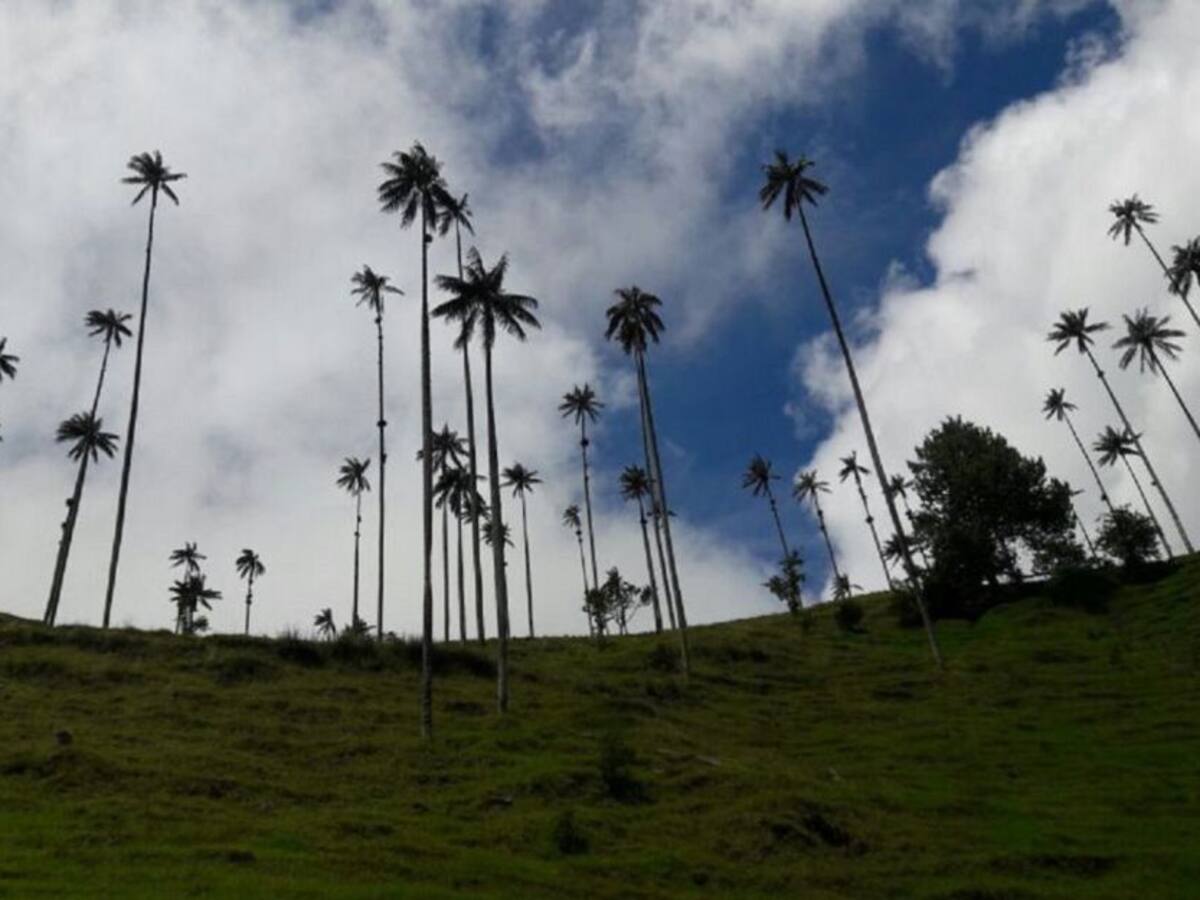 Declaran sujeto de derechos al Valle de Cocora