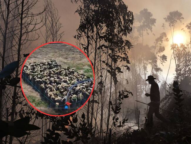 Imágenes de los incendios en Colombia (Getty Images) / Pequeño grupo de frailejones que sobrevivieron al incendio del páramo de Santurbán.
