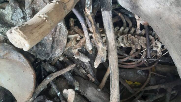 Desconocen de quién son restos óseos hallados en San Gil