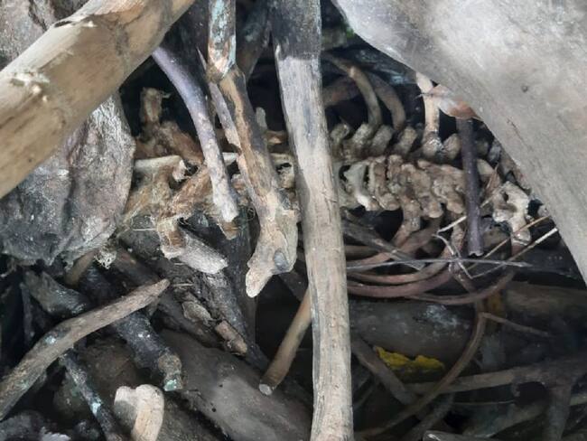 Desconocen de quién son restos óseos hallados en San Gil