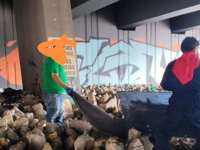 Encuentran decenas de cráneos de animales en la localidad de Puente Aranda, en Bogotá.