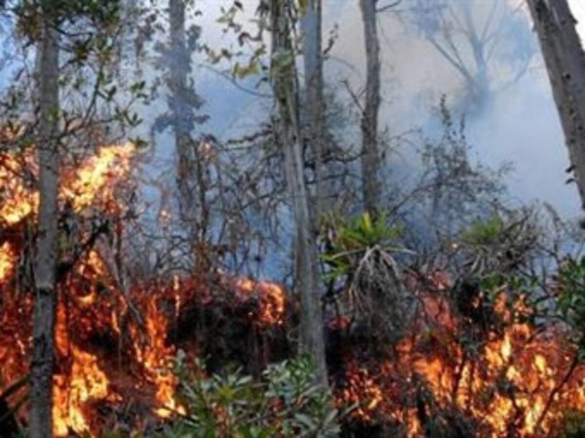 Incendios afectaron 2.333 hectáreas durante los primeros 20 días de 2012
