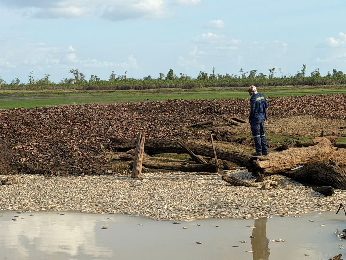 Altas temperaturas generan una muerte masiva de peces en ciénaga de Murindó