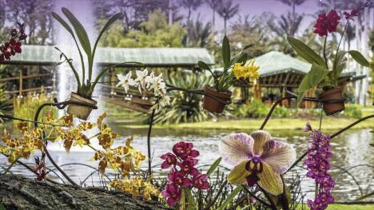 Conozca más de 2.500 variedades de orquídeas en Bogotá