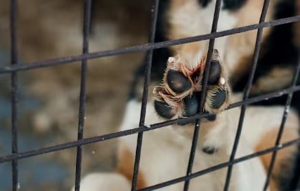 Referencia maltrato animal. Foto: Getty Images / Popov_Nikolay