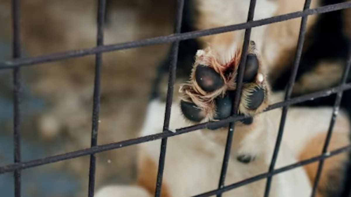 Animalista Mafalda Ríos