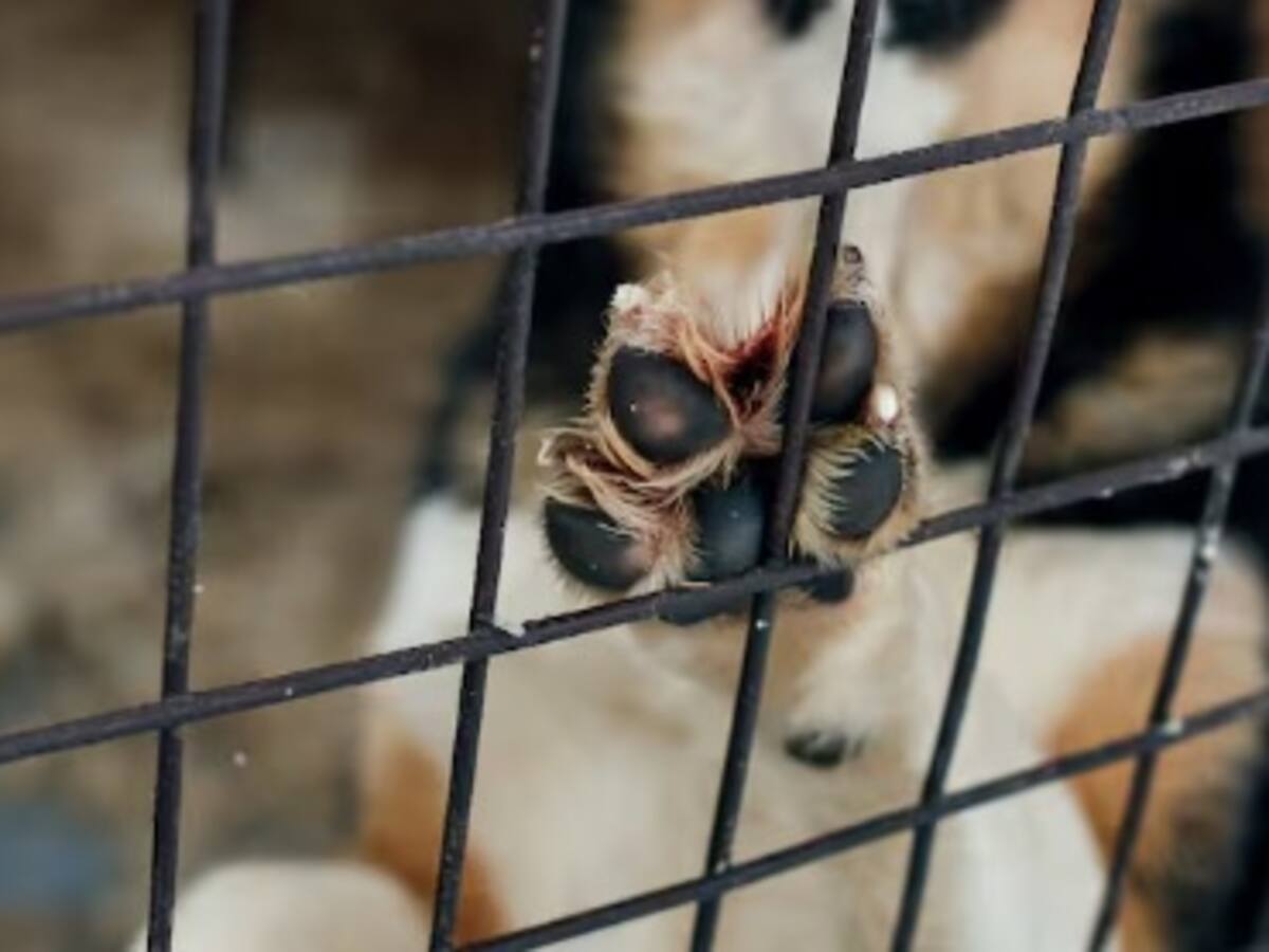 Perro abandonado en terraza de Ciudad Bolívar fue rescatado en Bogotá