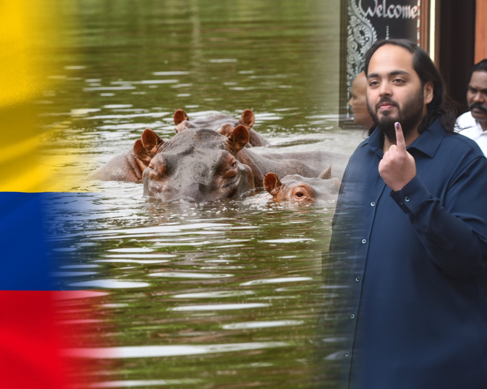 La planeación de transporte de 80 hipopótamos desde Colombia hacia India se está organizando desde 2023 e implica una travesía aérea de 33 horas para llegar al zoológico privado de  Anant Ambani, hijo menor del hombre más rico de Asia.
(Foto:   Caracol Radio / Getty)