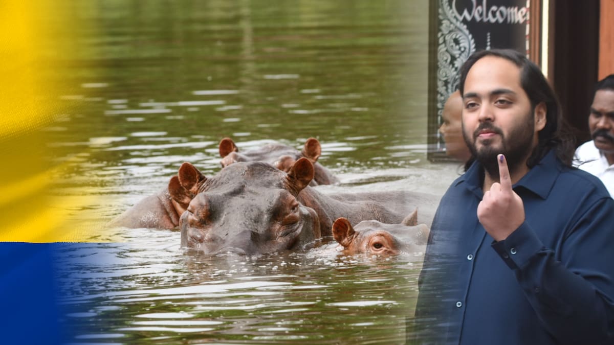 Hipopótamos de Escobar: así sería la logística para llevarlos de Colombia hacia India
