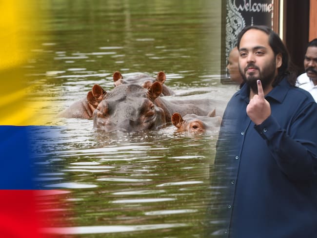La planeación de transporte de 80 hipopótamos desde Colombia hacia India se está organizando desde 2023 e implica una travesía aérea de 33 horas para llegar al zoológico privado de Anant Ambani, hijo menor del hombre más rico de Asia.
(Foto: Caracol Radio / Getty)