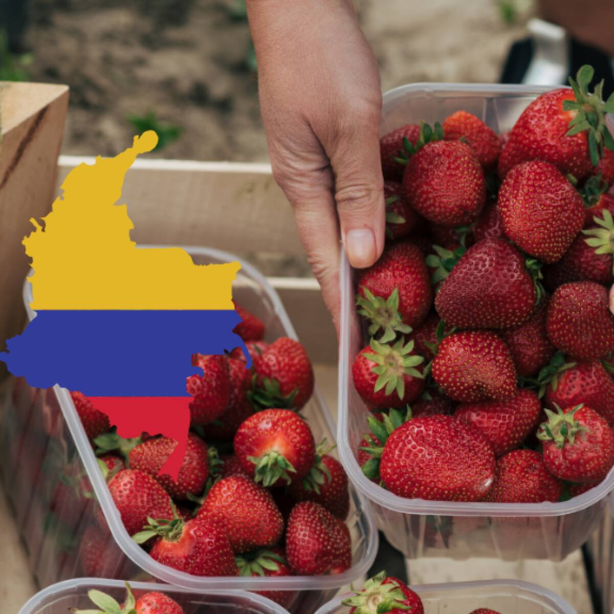¿Dónde se produce fresa en Colombia? Estos son los 3 departamentos que más la cultivan