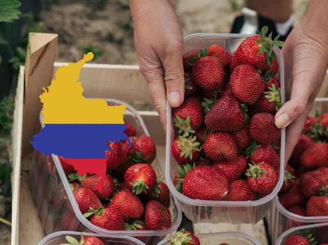 Fresas en venta / Mapa de Colombia (Getty Images)