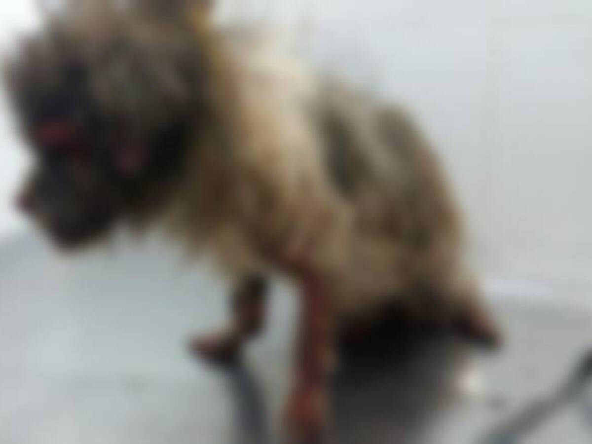 Murió un perro por baño con agua hirviendo en Cartagena