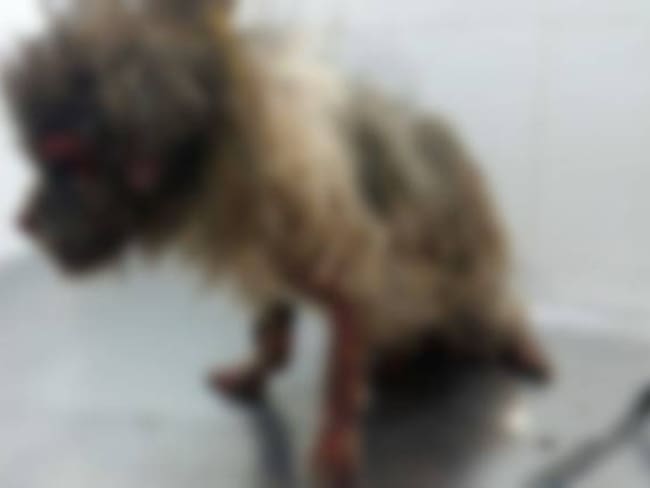 Murió un perro por baño con agua hirviendo en Cartagena