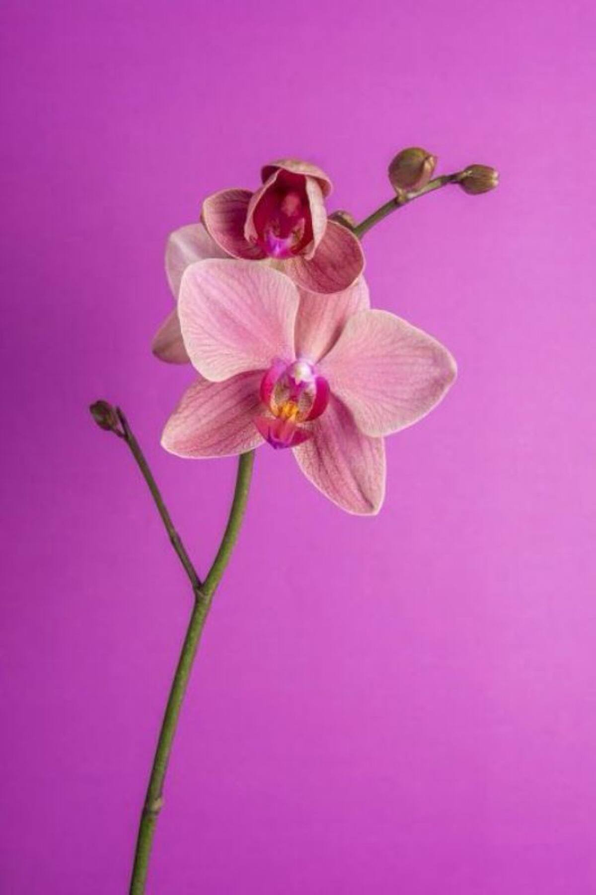 Las Phalenopsis son las principales orquídeas que se cultivan en Pereira. Sugieren cultivarlas como plantas de interior.