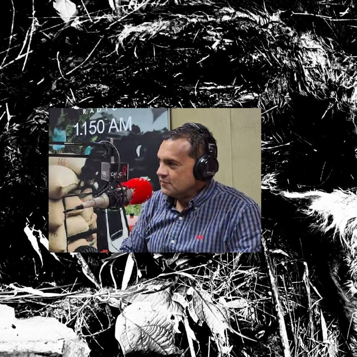 ¿Qué dijo el director de la CRQ sobre la denuncia por ataque de oso a ganado en Pijao, Quindío?