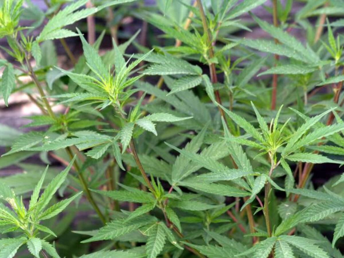 Colombia se abre al uso medicinal de la marihuana