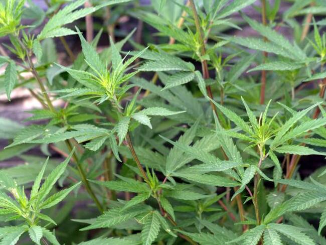 Colombia se abre al uso medicinal de la marihuana