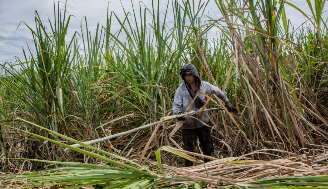 10 municipios del Huila fueron  priorizados, adquirirán  conocimiento en  cultivo, identificación de variedades, manejo de plagas y enfermedades.