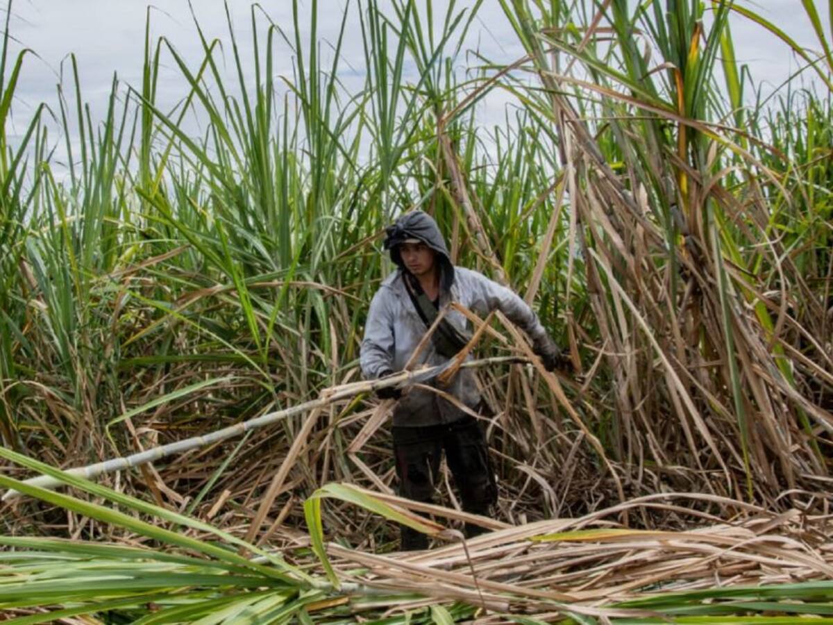 Cañicultores del Huila a capacitarse en cultivo y procesos productivos