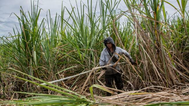 10 municipios del Huila fueron priorizados, adquirirán conocimiento en cultivo, identificación de variedades, manejo de plagas y enfermedades.