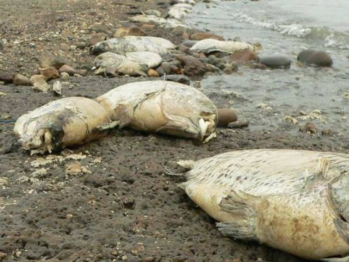 Por culpa de la sequía habrá escasez de pescado en Semana Santa