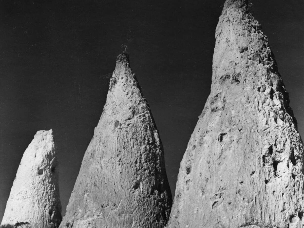 Termitas construyen una ciudad subterránea en Brasil