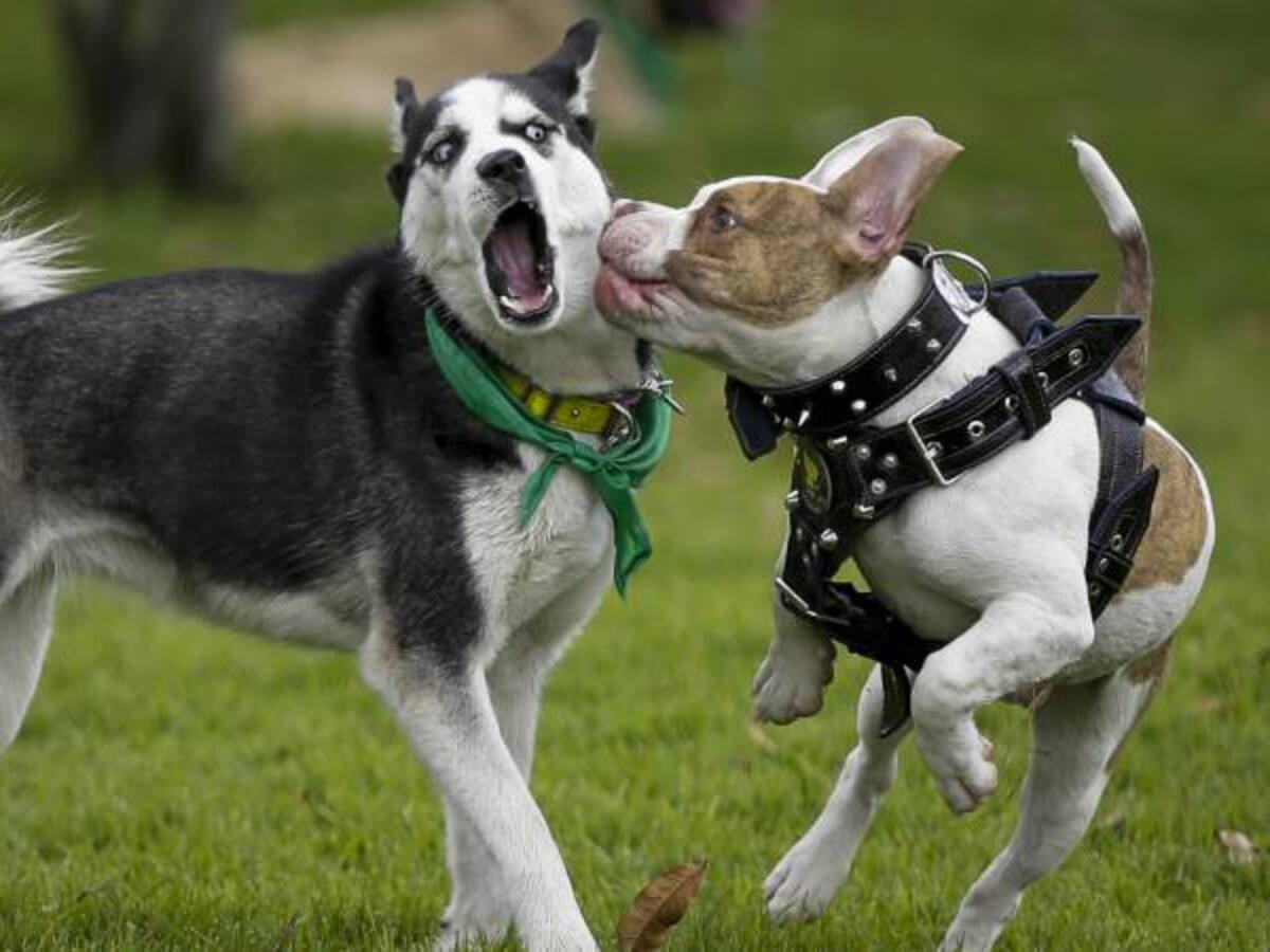 Aplicación permite a dueños de perros encontrar guarderías especiales para sus mascotas