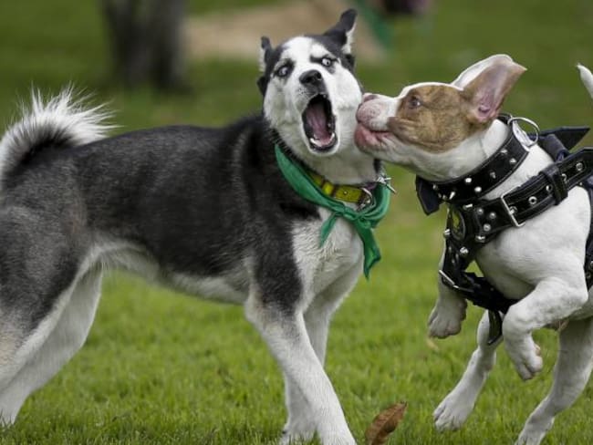 Aplicación permite a dueños de perros encontrar guarderías especiales para sus mascotas