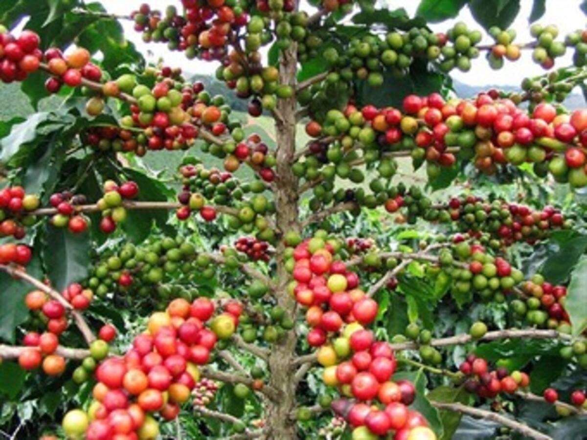 Caficultores en estado de alerta ante el incremento de los casos de roya producto del invierno